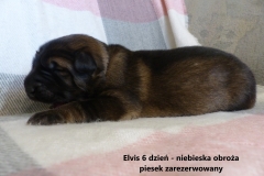 elvis1