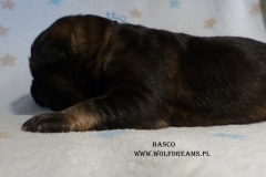 basco1