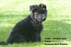 frodo4